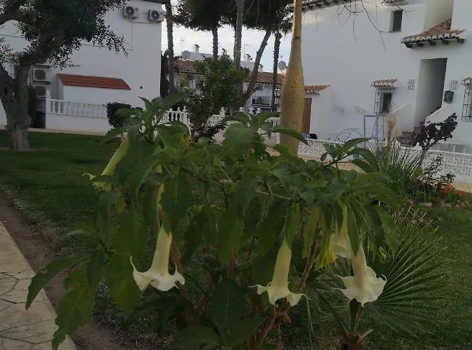 Spanish Style With Terrace 托雷维耶哈